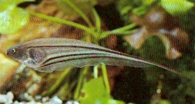 Eigenmannia virescens (Скляні ножі риба)