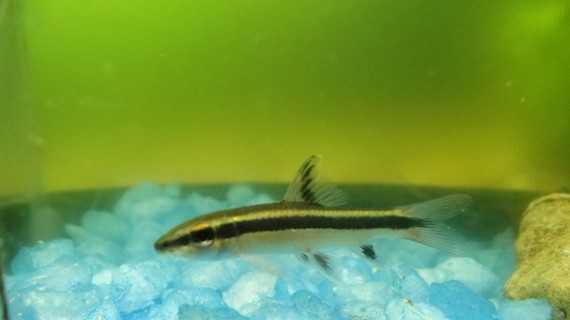 Epalzeorhynchus kallopterus (Красиві плавники)