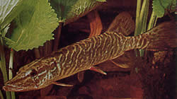 Esox lucius (Європа щука)