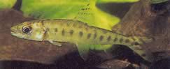 Eugnathichthys macroterolepis (Макротеролепіс Евгнатічіс)