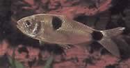 Exodon paradoxus (Tetra-Tiger з двома плямами)