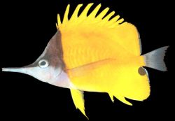 Forcipiger flavissimus (Челмон з довгим дзьоб)