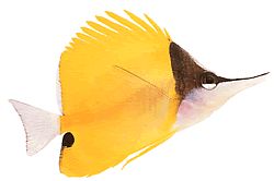 Forcipiger longirostris (Челмон з довгим дзьоб)