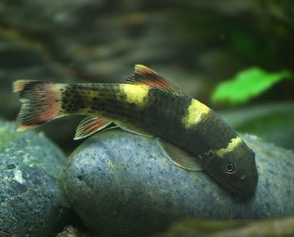 Garra Flavatra (Панда Гарра)