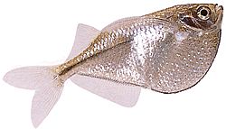 Gasteropelecus sternicla Сріблястий