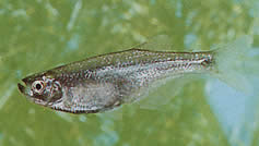 Gephyrocharax valencia (Géphyrocharax du Lac Valencia, Tetra-понк)