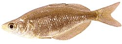 Glossolepis incisus