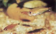 Gnathocharax steindachneri (Укус тетра)