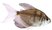 Gymnocorymbus ternetzi Вдова