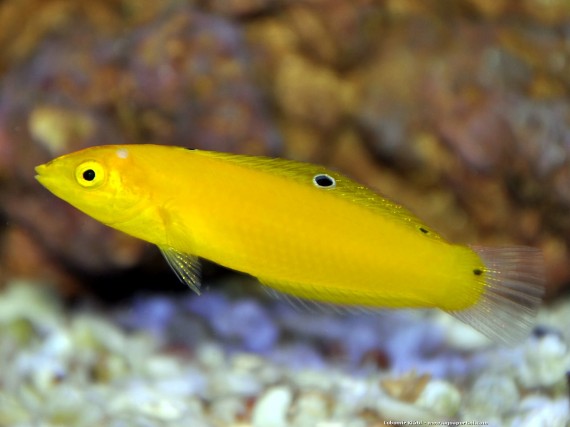 Halichoeres Chrysus (Жовтий / Лабре канар)