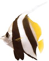 Heniochus acuminatus (Галочка)