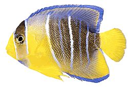 Holacanthus ciliaris (Королівський ангел)