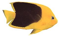 Holacanthus tricolor Триколор Холаканте