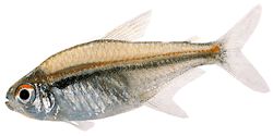 Hyphessobrycon heterorhabdus (Бельгійський прапор)
