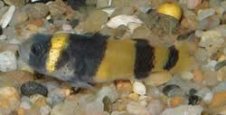 Hypogymnogobius xanthozona (Гіпогімногобіус)