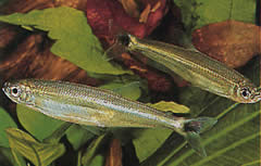 Iguanodectes spilurus (Тетра-олія)
