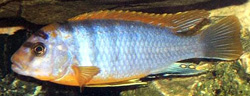 Labidochromis hongi