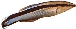 Labroides dimidiatus Загальний очищувач