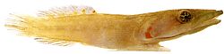 Lepadogaster candollei Стрижня