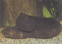 Lepidosiren paradoxa (Південна Америка Lepidosirène)