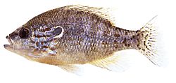 Lepomis humilis (Сонячний полюс з помаранчевими точками)