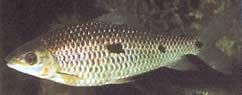 Leporinus megalepis