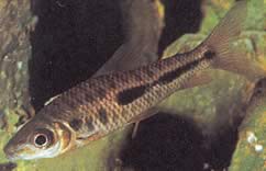 Leporinus moralesi Leporinus Ripe