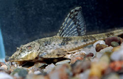Loricaria parva Лорікер