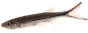 Luciosoma setigerum Акула Аполлона
