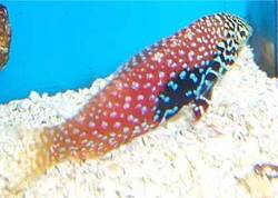 Macropharyngodon bipartitus (Вермікульований лабре)