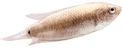 Macropodus cupanus (Риба риби з коричневим хвостом)