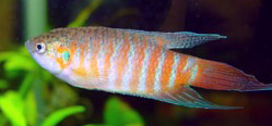 Macropodus opercularis (Раю)