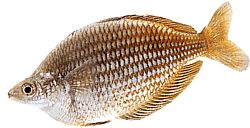 Melanotaenia fluviatilis (Австралійська веселка риба)