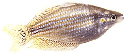 Melanotaenia splendida (Cap York Rainbow Fish)