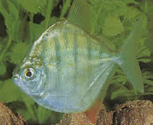 Metynnis hypsauchen fasciatus (Метінніс Рейе)