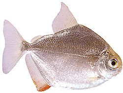 Metynnis hypsauchen (Métynnis з великими головами)