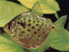 Metynnis maculatus (Метінніс пунктипрований)