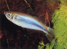 Mimagoniates microlepis (Невеликі ваги тетра-барберос)
