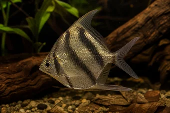 Abramites solarii