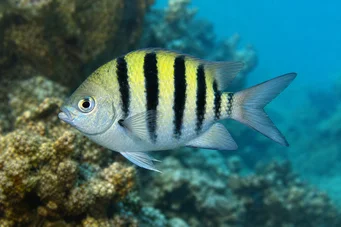 Abudefduf saxatilis Сержант-майор