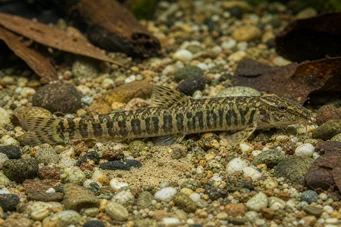 Acanthocobitis botia Плоский Лохе