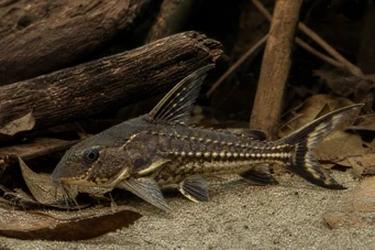 Acanthodoras spinosissimus Оратор