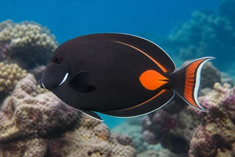 Acanthurus Achilles Червона пляма та хвостовий хірург