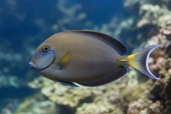 Acanthurus Fowleri Фоулер -хірург риба