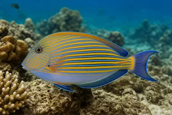 Acanthurus Lineatus Смугастий хірург