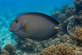 Acanthurus Mata Білий -летний хірург