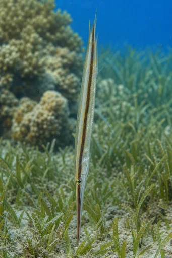 Aeoliscus strigatus Бритва