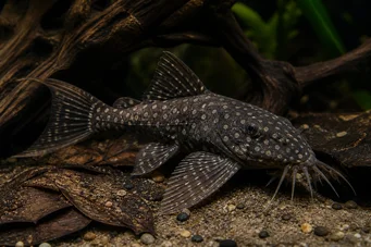 Agamyxis pectinifrons Сом Пейдж