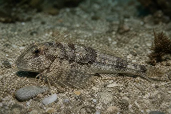 Agonus cataphractus Морська миша