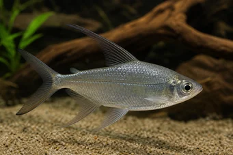 Alestes longipinnis Характеристика з довгими плавниками
